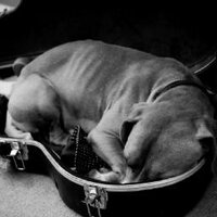Live Music Brantford (@brantfordmusic) 's Twitter Profile