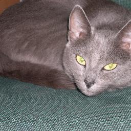 Любим Степанов