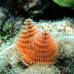 Underwater Sombrero is a book in progress. Help us document the beauty of Sombrero Key's beautiful spur and groove reefs and their inhabitants!