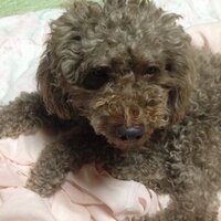 アトム (@nomiyamaap) 's Twitter Profile