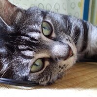 キユミフ (@horncoke) Twitter profile photo