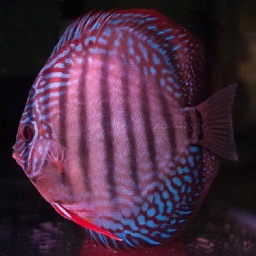 We have put together and All-star team of Discus and Aquatics specialists to provide the highest quality Discus both imported and bred in our facility!