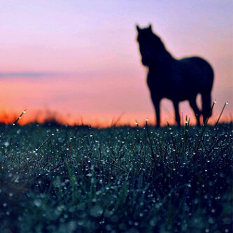 RZH__z's profile picture. يومــاََ مــا سأرحــل