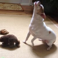 grove dawg (@grovedawg) 's Twitter Profile