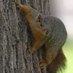 SFA Squirrel (@sfasusquirrel) Twitter profile photo SFA Squirrel (@sfasusquirrel) Twitter profile photo