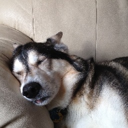 snruBevetS's profile picture. Dog Walker, Parent, Mac head