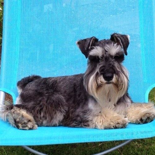 All about my mini schnauzer adventures. My fave things are bear, walks, din-dins, holidays and my hoo bro... Member of the #schnauzergang