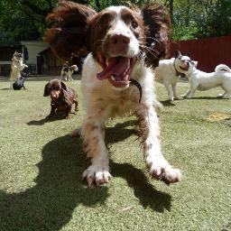 The Tales of Rory The Wonderdog  Lover of tennis balls, escaping and generally causing havoc where ever I go