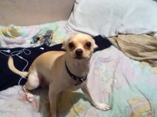 like my dog