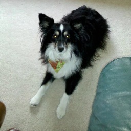 I enjoy short walks with my best friend ans aunt. I love snoring with my dad and sleeping in front of the fan