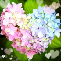 ⭐🌈aska_shelley🌈⭐ (@askanick0213) 's Twitter Profile