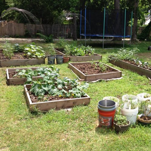 Trying to produce as much real food from our small piece of land as is possible.