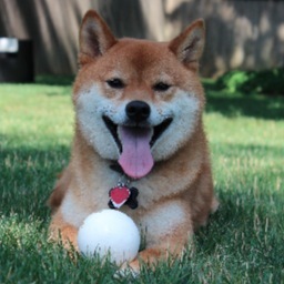 Shiba Inu King of MA