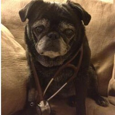Lady Nurse On Twitter My Dog Licks Everything Her Paws The