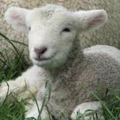 sosigoovelha's profile picture. Se eu te seguir é porque você é uma ovelhinha!