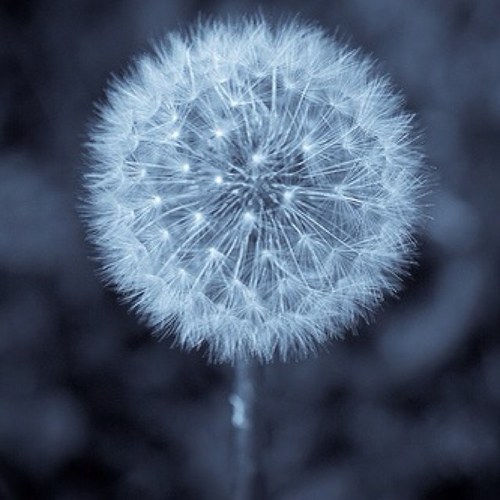 Sunlight is streaming through the dandelion.