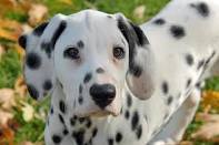 Hello there, I am Perdita the Dalmatian, mother to 101 puppies.