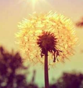 01_Afrah's profile picture. رآع‘ــيـة آلـصـبـح‘ــآ بِـ كلمـة وآحدة.. مـسـلـمة What I like: volunteering, passion, seriousness, ambition, enthusiasm and a smile.