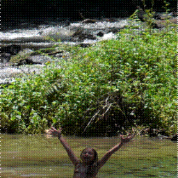 self contained cabin accommodation where the river meets the rainforest tree kangaroo platypus pademelons endless wildlife