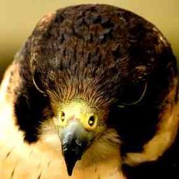 LoopedPedro's profile picture. 