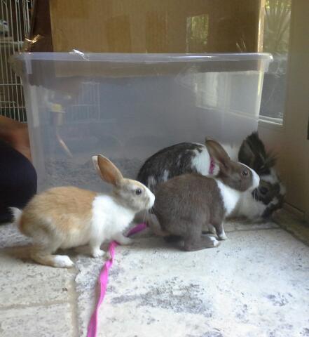 WhereIsMyBunny's profile picture. Where is my rabbit?