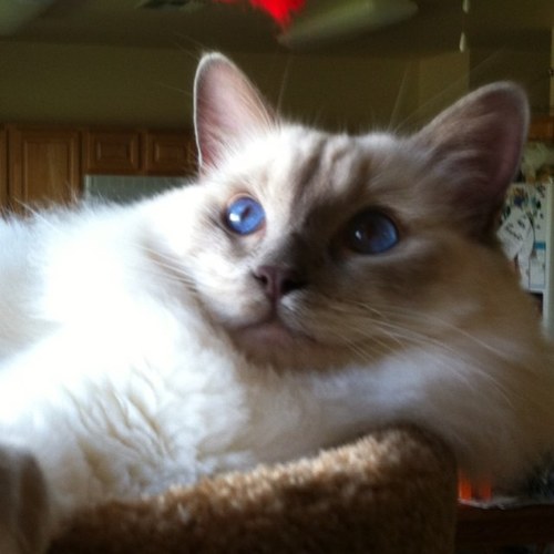 Aloha! I’m a Ragdoll cat living in Los Angeles. I like to nap, learn tricks, eat treats, watch birds, play with ribbon toys, judge people, and disapprove.