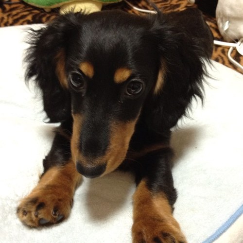 pocoapoco3937's profile picture. 休みの日はぐぅたらしたい。基本出不精なワタシ。だけどお外に連れ出してくれる人募集はしてる笑だってひとりで１日過ごすのも悪くないけど寂しいもん。寂しいと泣きたくなっちゃうから。