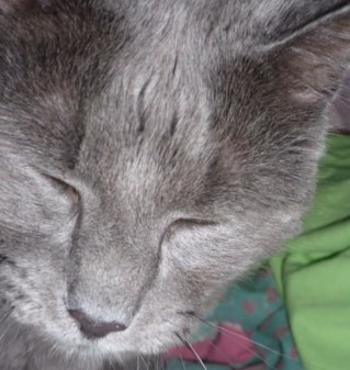 catnipaddict07's profile picture. All them strays meow at my door,.. Baba in the flesh #GetIt