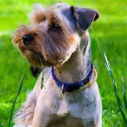 SpaForPaws's profile picture. 