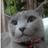 okcat777