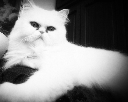 DoraCavlic's profile picture. study...stud...stu...st...s...sl...sle...SLEEP ^^