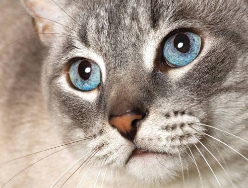 Your first choice pet products supplier in the UK. Like us at http://t.co/DsE651IBWd for all the latest news and deals :)