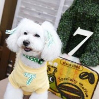 ドッグサロンnana Dogsalon Nana Twitter