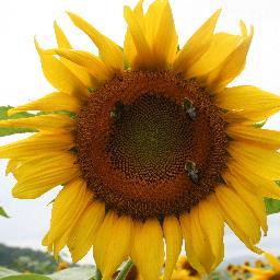 GreeneSuzy's profile picture. 