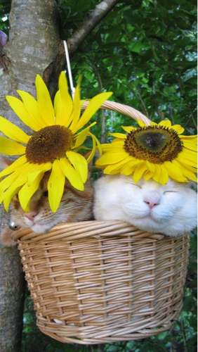 rocco40528's profile picture. 猫大好きなのだけど
飼えないので、猫の写真
とかイラストとかその他
色々提供してくれる方
フォローお願いしますー‼
気づいたらすぐ返します(o^^o)