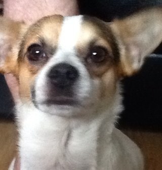 zombie_slaer's profile picture. i love man u go u boys in red we are now  champions 20 times