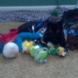 jfcfanatic's profile picture. #NHLDucks, #taketheknee, equality and #funkymondaydinner