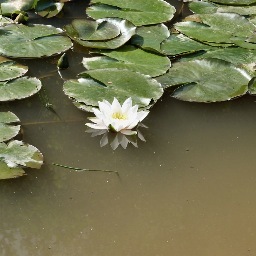 Full of life. Very wild. A natural beauty