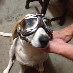 Marketing & Advertising Addict, Beagle Tamer, Gets Bugs In Teeth. #GoWyo #GoKnightsGo