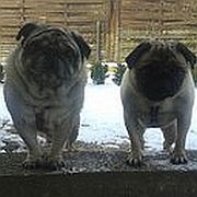 Mops Geschichten und andere Begebenheiten