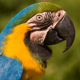 A 501(c)(3) parrot welfare organization founded in 1995.