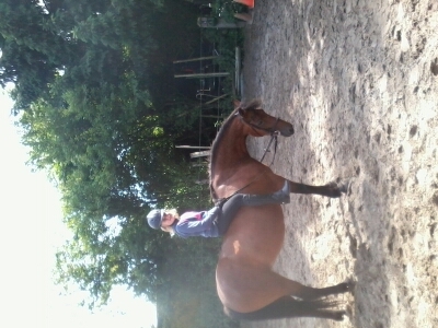 als je van je huisdieren houd volg me dan. de leukste tweets over paarden! volg @mijnpaardjes voor leuke paarden tweets!