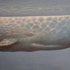 MarylandWhale's profile picture. Has the Sperm Whale ever written a book, spoken a speech? No, his great genius is declared in his doing nothing particular to prove it. - Melville