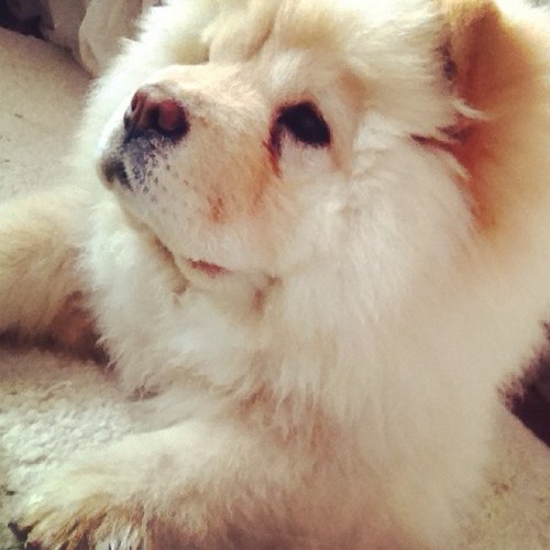 ChowChowCamilla's profile picture. Me&my dog