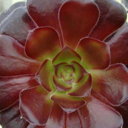 The prime destination for succulent lovers