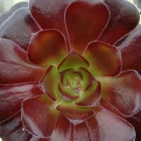 World of Succulents(@SucculentWorld) 's Twitter Profile Photo