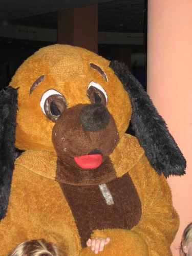 Father, Husband, PAFC Member, Smiley the dog !