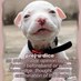 Rochdale Dog Rescue (@corynrdr) Twitter profile photo Rochdale Dog Rescue (@corynrdr) Twitter profile photo