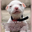 Rochdale Dog Rescue