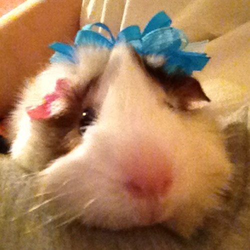 abrownie22's profile picture. 